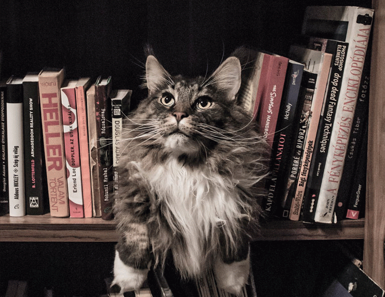 Capturing The Essence of Educate